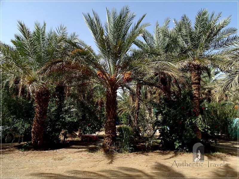 Draa Valley: Zagora - Camping Oasis Palmier