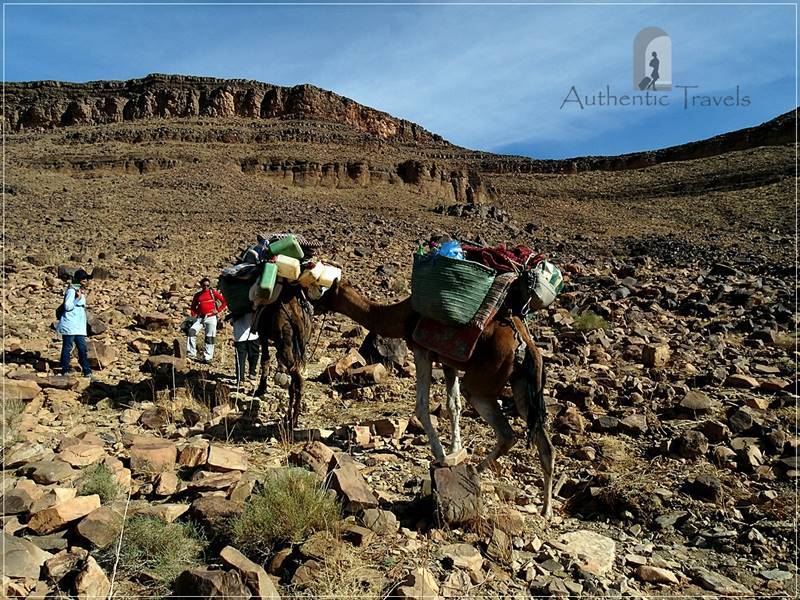 Camel Desert Trek - Day 1: going up toward the Col Oum Laachar Pass in the Jbel Bani Mountains