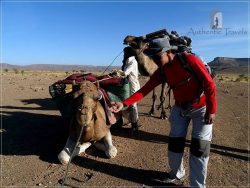 Camel Desert Trek - Day 2: my camel waiting for me to ride it