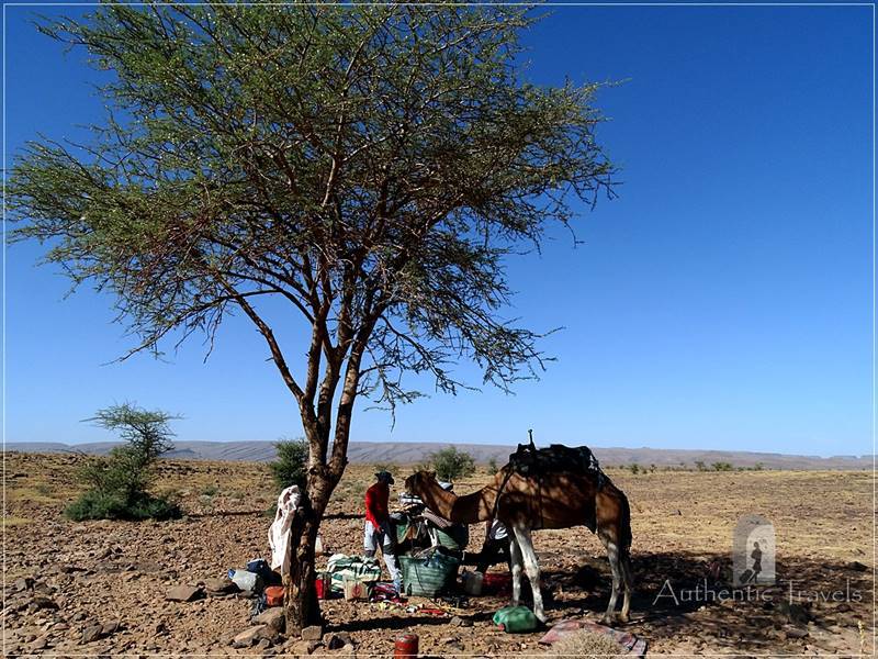 Camel Desert Trek - Day 2: late lunchtime under a tree 2h from Afrokh nomad camp