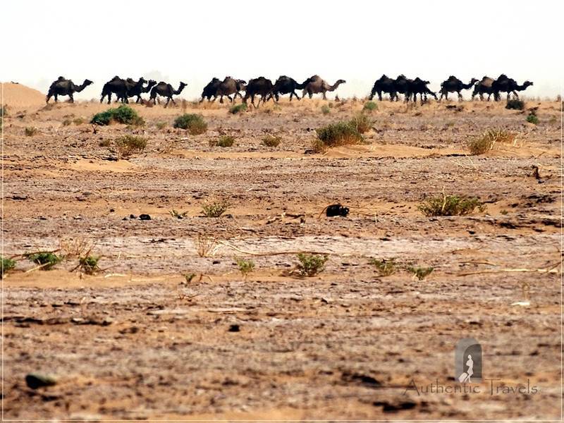 Camel Desert Trek - Day 4: wild camels at the horizon