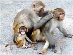 Kathmandu – Swayambhunath: the Monkey Temple with monkeys