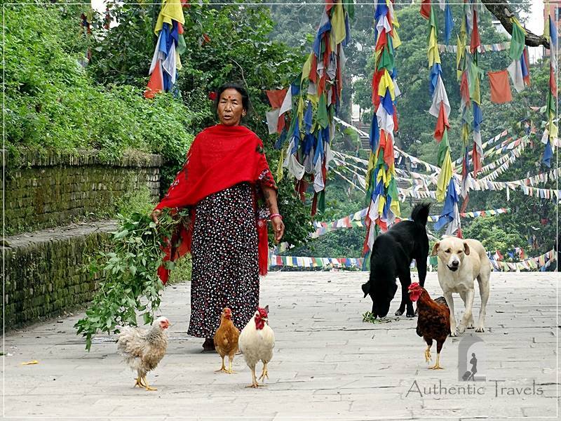 Kathmandu – Swayambhunath: a woman with her chickens
