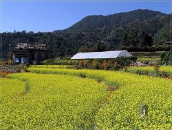 Kathmandu Valley: Pharping - through the mustard fields