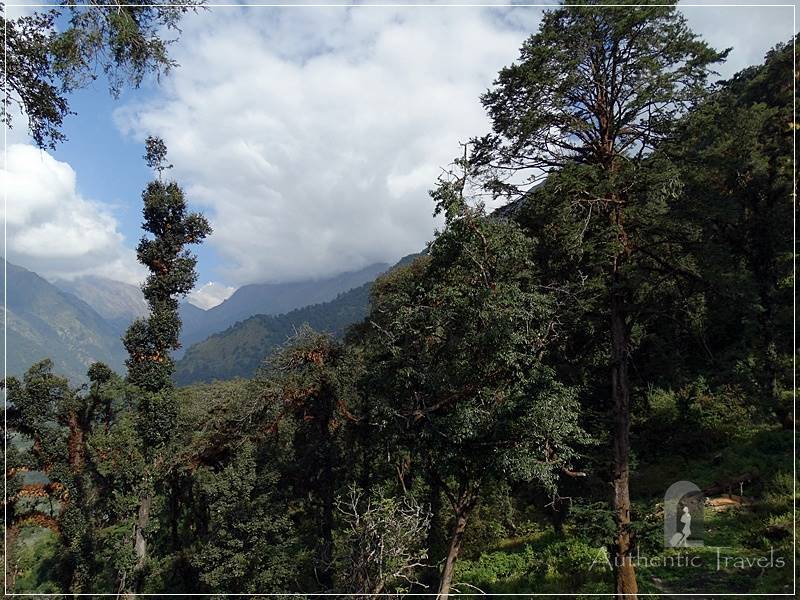 Tamang Heritage Trail - Day 3: Passing through a subtropical forest with climbing plants (Ganesh Himal peak in the background)