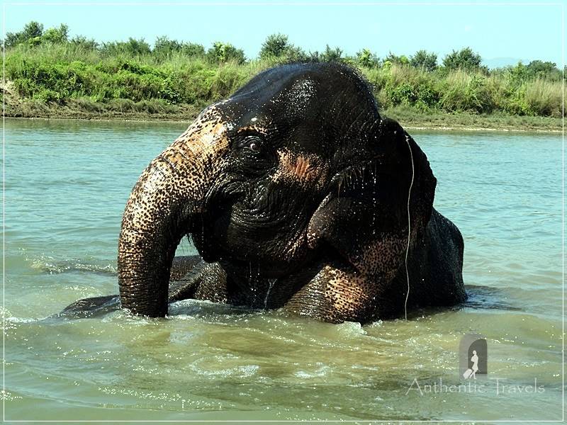 Chitwan - Sauraha: Elephant Bath - the elephant likes water as well