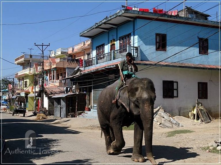 Chitwan - Sauraha: elephants walking down the street while the mahout is speaking on the phone. Something common for the everyday life in Sauraha