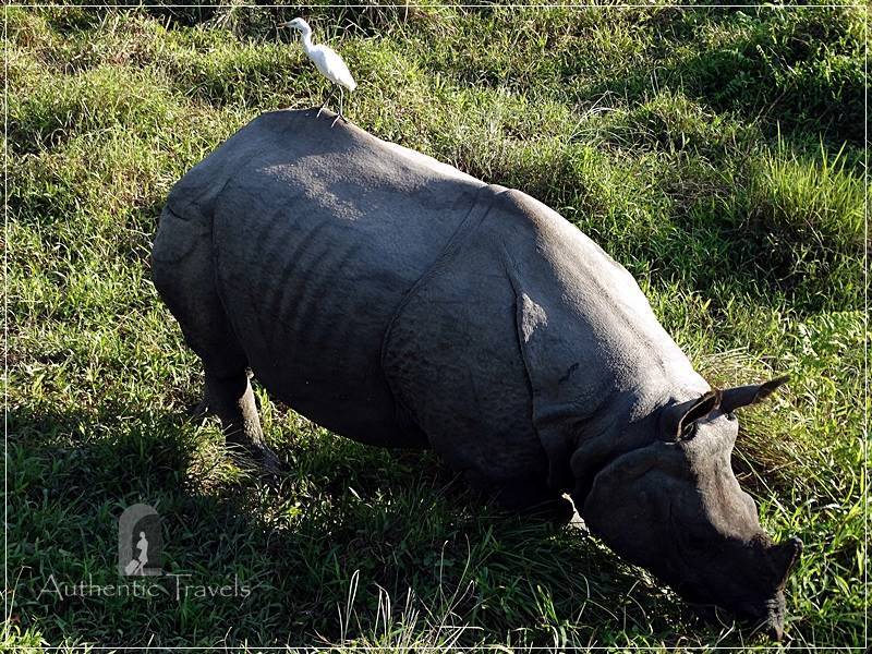 Chitwan - Sauraha: Elephant Ride through the Baghmara Forest - a rhino in its natural habitat