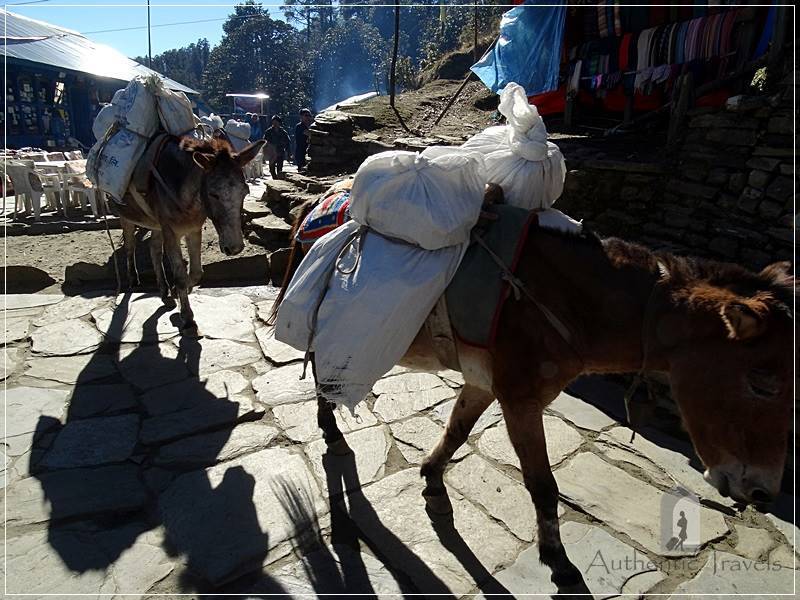 Ghorepani Trek: Deurali Pass - loaded mules going up to Ghorepani