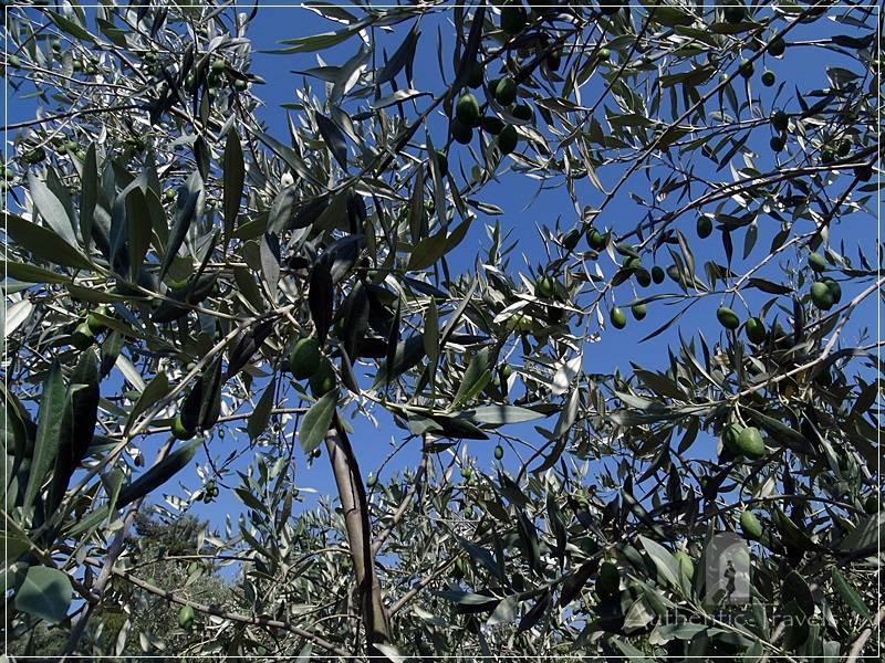 Thassos Island - Rachoni Village: olive trees everywhere
