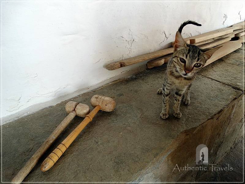 Thassos Island - Moni Karakallou: the cat is calling everybody to prayer