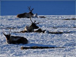 Nordkjosbotn reindeers, Northern Norway