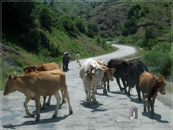 Cattle on the bad road from Korce to Leskovik