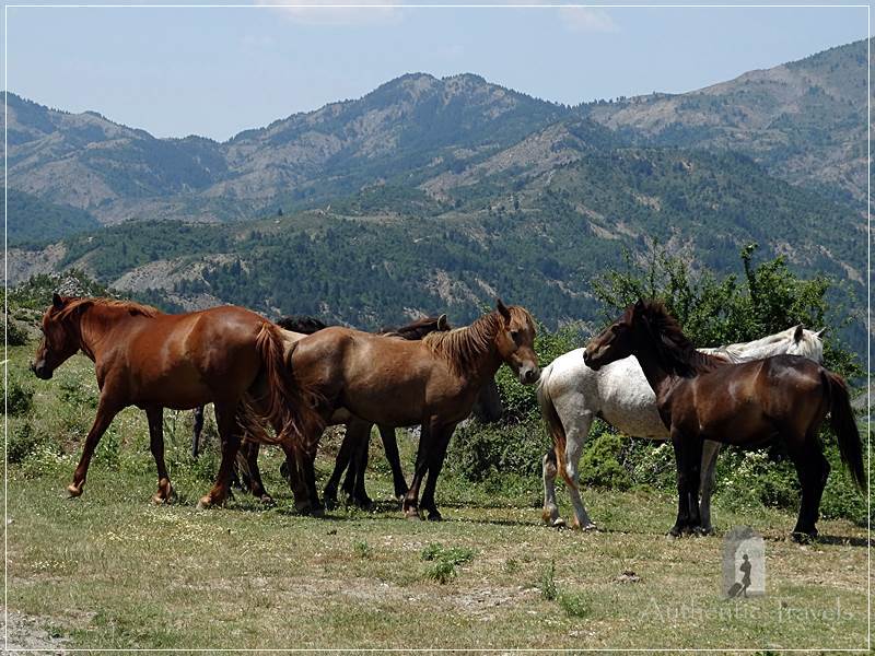 Horses on the road from Leskovik to Çarshovë 