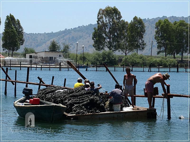 Butrint Lake - locals picking up mussels and getting them ready to sell on the market 