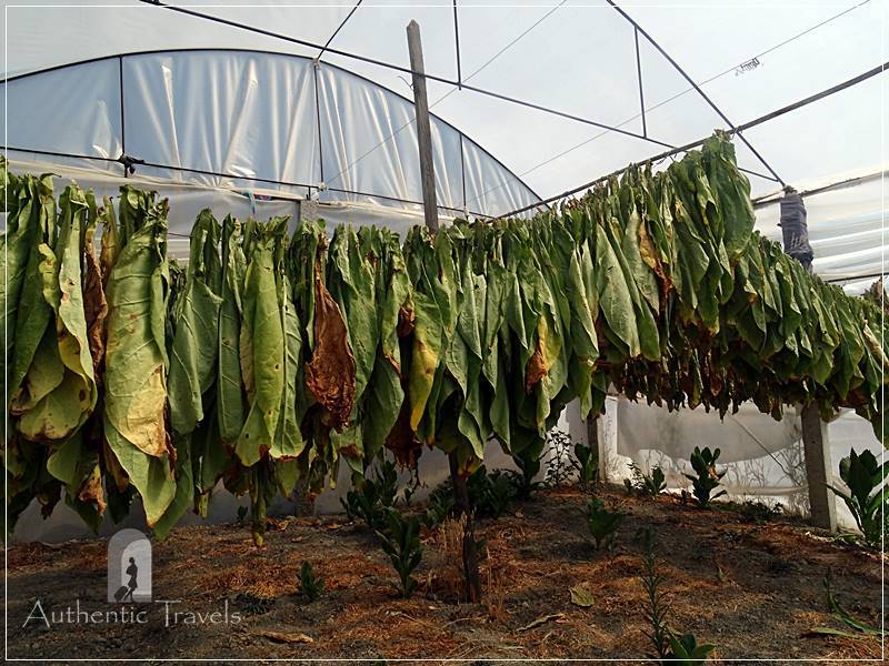 Camping Tirana - Tobacco leaves hung for drying in the greenhouse