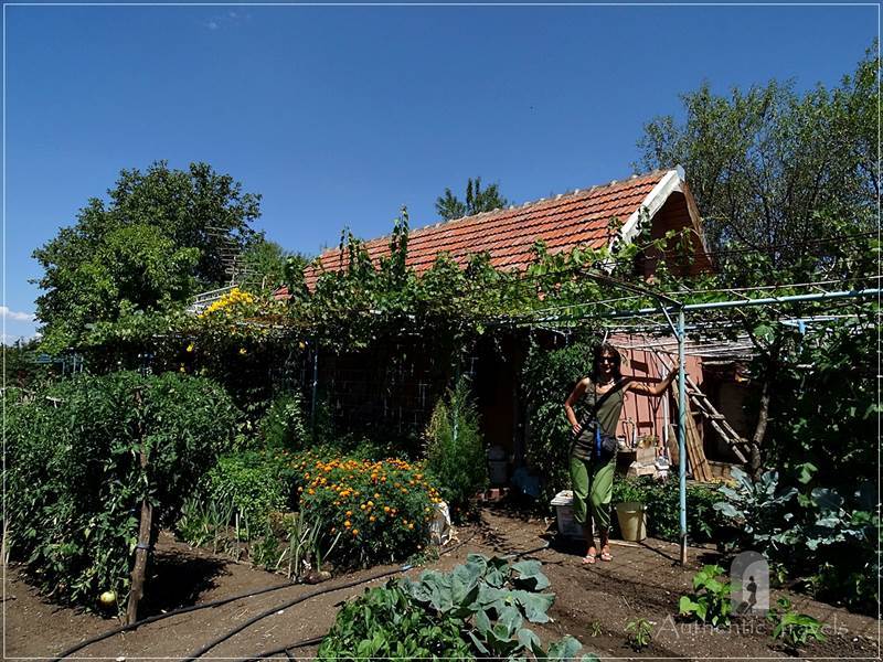 At Nate's father vegetable garden in Karposh Naselba village, near Kumanovo